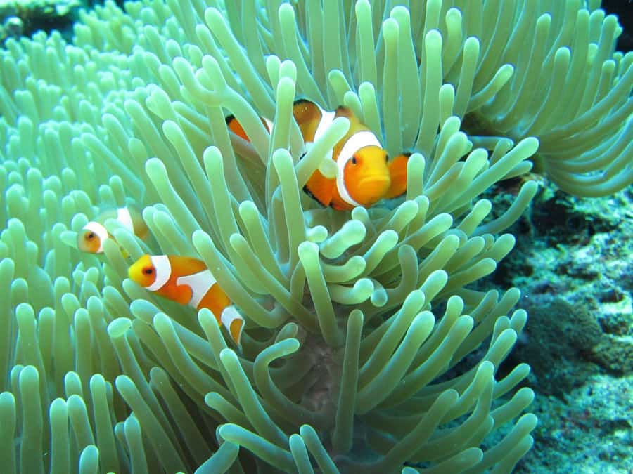 All Include Snorkeling Menjangan Island - Two snorkeling stops on Menjangan, how to make the most of them