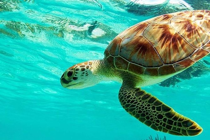 All Inclusive : Bali Blue Lagoon Snorkeling, Lunch, and Transport - Key points before you go