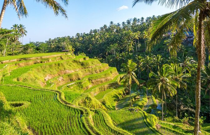 All-Inclusive Ubud Private Tour - How This Ubud Private Day Tour Feels Like a Best-Of Without the Guesswork