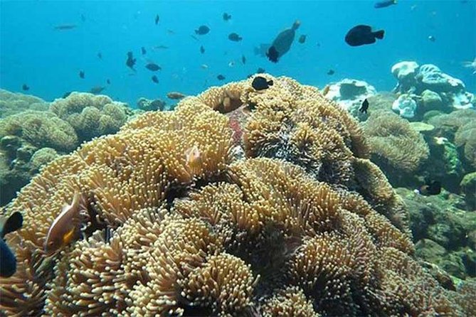 All Ticket Inclusive-Blue Lagoon Snorkeling-Ubud Monkey Forest & Ubud Waterfall - Price and What You Actually Get for $51
