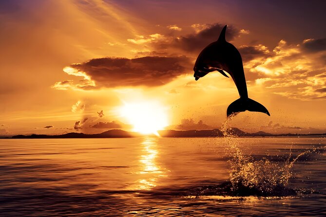 Amazing Bali Dolphin Watching Trip Experience - Price and Value: Does $80 Include Enough?