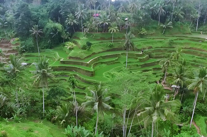 Amazing Bali Swing Activities and Ubud Full Day Trip - Real Bali Swing: 10 activities and the photo-first setup