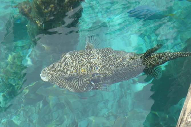 Amazing Blue Lagoon Snorkeling with Private Hotel Transfer - Optional Upgrades: Gates of Heaven or Kanto Lampo Waterfall