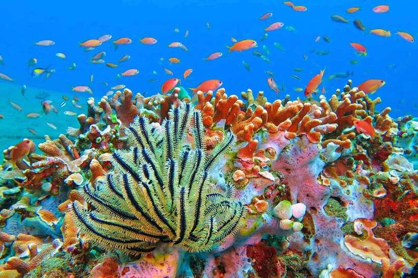 Amed: Snorkeling Tour with Japanese Shipwreck and Coral … - Key things to know before you go