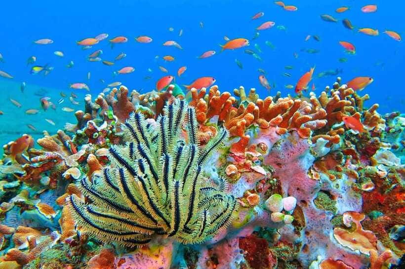 Amed: Snorkeling Tour with Japanese Shipwreck and Coral … - Stop 1, Amed Beach: Black Sand, Reef Life, and Easy-Starting Snorkeling