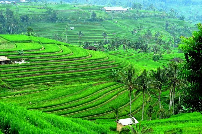 Ancient Temples and Jatiluwih Rice Terrace Private Tour - Why this Bali temples and rice route feels smarter than the usual circuit