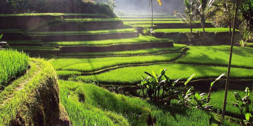 Bali: 3 Waterfalls and Tegalalang Rice Terrace Private Tour - Tibumana Waterfall, the viney 15 minute walk and the water color effect