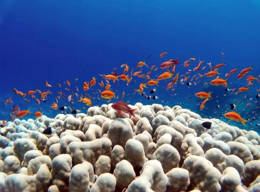 Bali/Amed: Underwater Temple Snorkeling Experience - The Snorkeling Route That Actually Builds the Day: Shipwreck to Turtle Point to Jemeluk