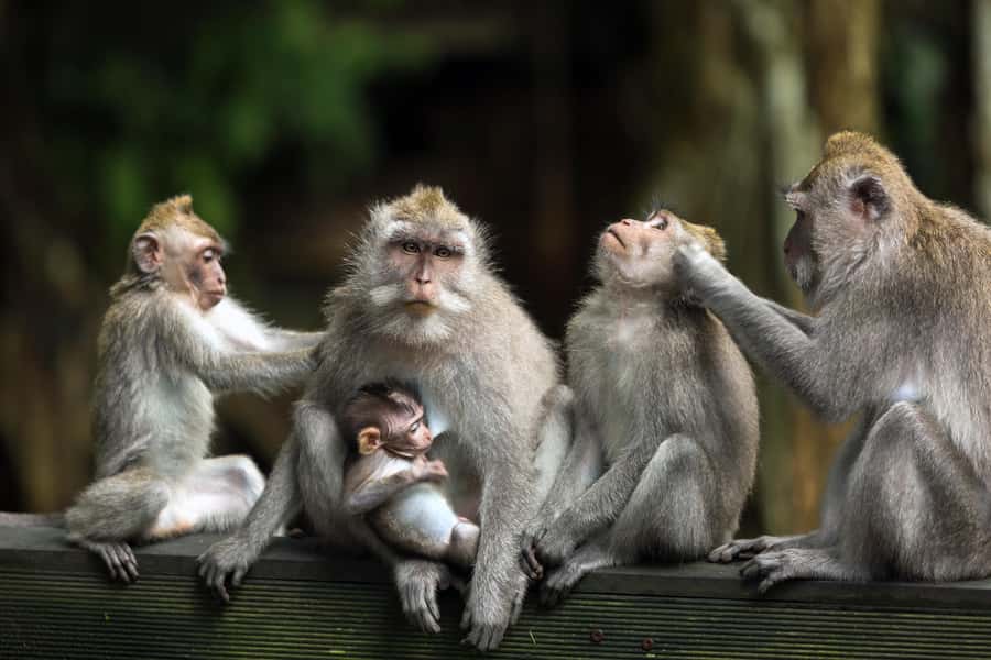Bali: ATV, Water Rafting, and Monkey Forest Tour - Price and value: what $67 buys you in one packed day