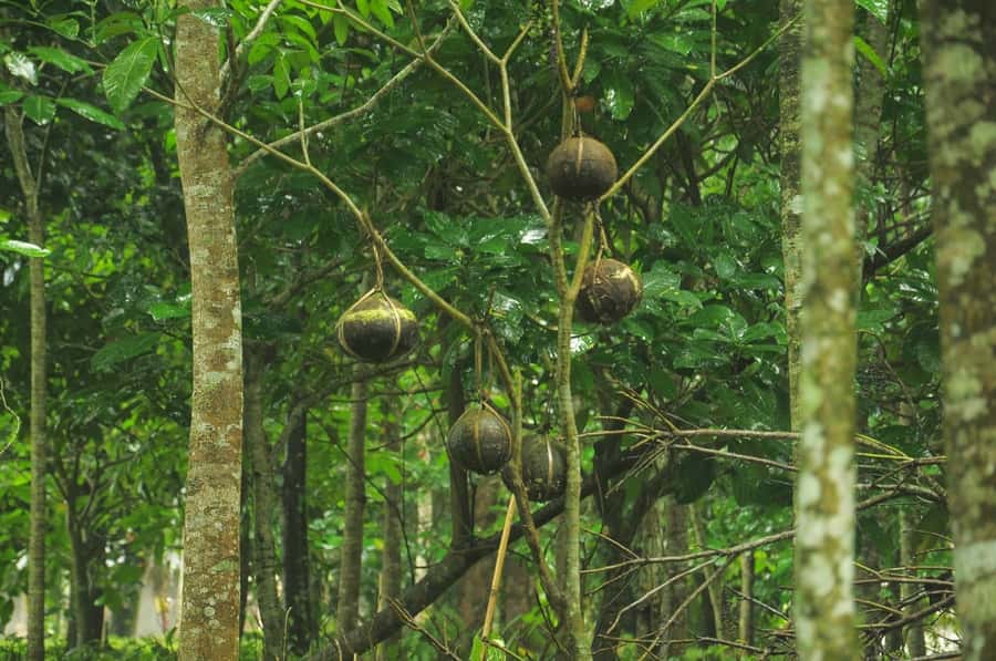 Bali/Batur: Mystical & Burial Rituals Tour with Kehen Temple - Who Should Book This Tour, and Who Should Skip It