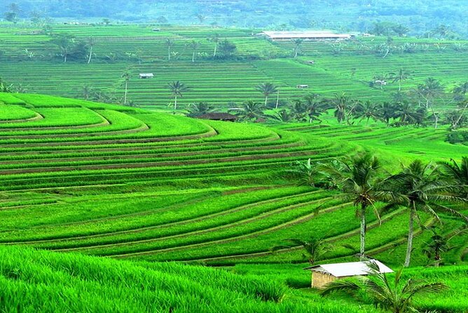 Bali: Bedugul Lake Temple, Banyumala Waterfall, UNESCO Rice Field - Banyumala Waterfall Walk and the Chance to Get Wet