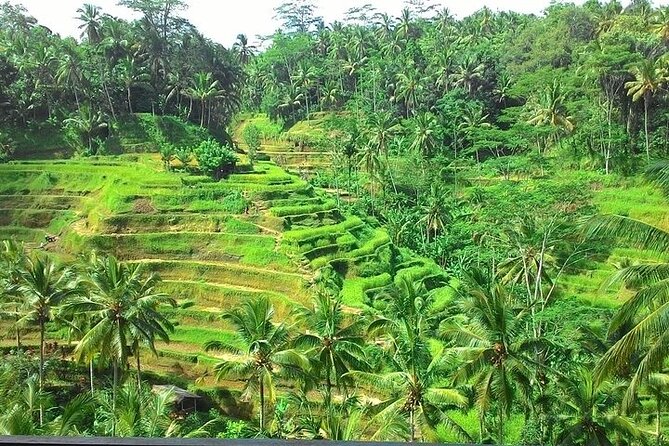 Bali Benoa Shore Excursion for cruise's passenger - All Inclusive - Stop 5, Tegalalang Rice Terraces: the why behind the view