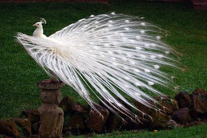 Bali Bird Park Admission Ticket - Key Highlights You Should Know