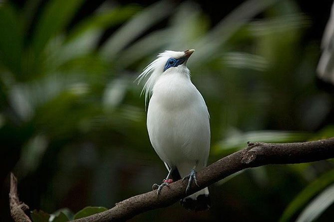 Bali Bird Park Admission Ticket with Hotel Transfer - Park layout and atmosphere: gardens, paths, and an easy wander