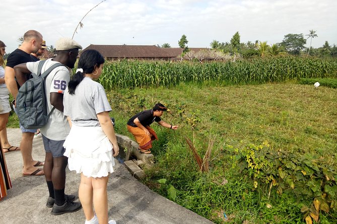 Bali Cooking Class and Ubud Sightseeing Tour - Sacred Monkey Forest Sanctuary: A Cultural Stop, Plus the Fun Chaos of Monkeys