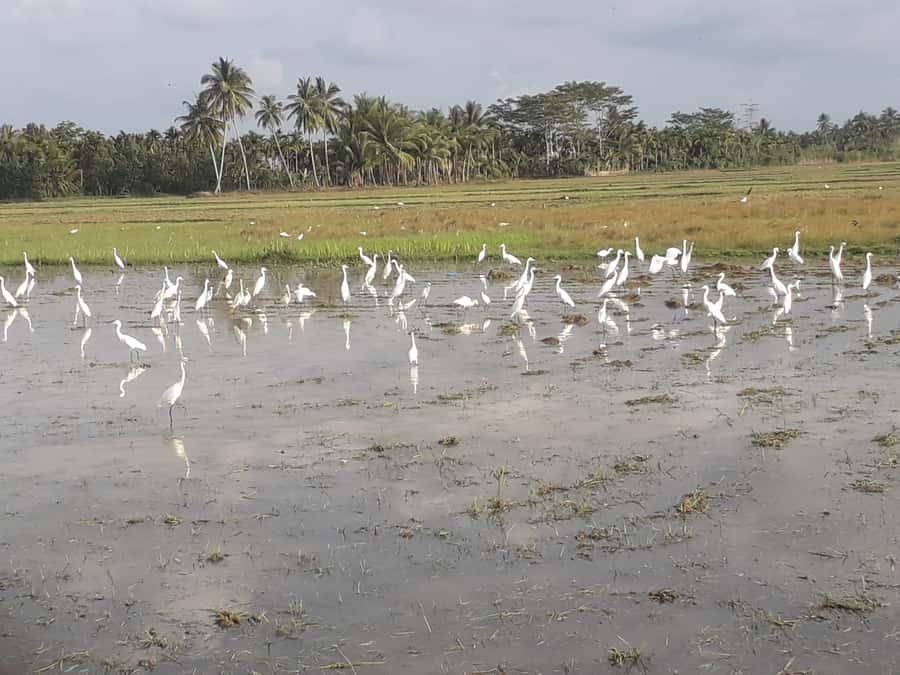 Bali: Countryside Bird Watching Tour with Hotel Transfer - Key things to know before you go