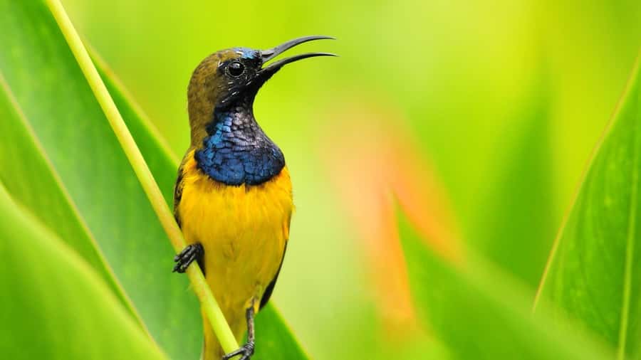 Bali: Countryside Bird Watching Tour with Hotel Transfer - Why Ubud Countryside Birding Feels Different Than Just Seeing Birds