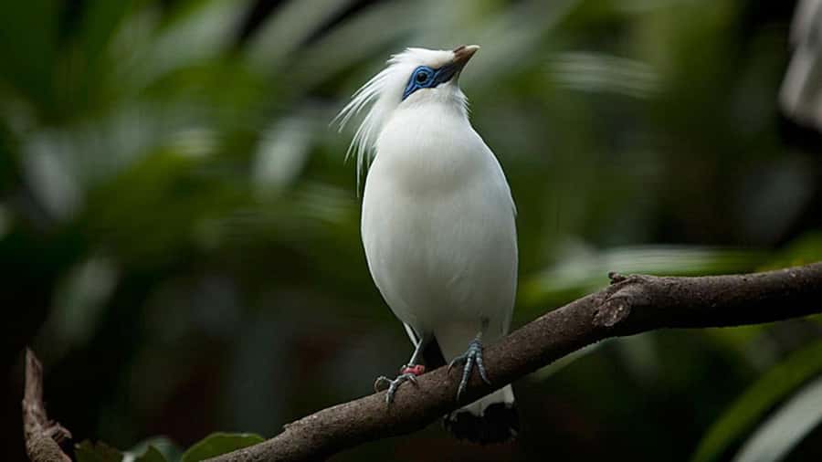 Bali: Countryside Bird Watching Tour with Hotel Transfer - Petulu Village: Why This Heron Stop Can Be a Big Deal