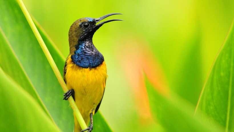 Bali: Countryside Bird Watching Tour with Hotel Transfer - Binoculars and Telescope Help You See What You Would Miss