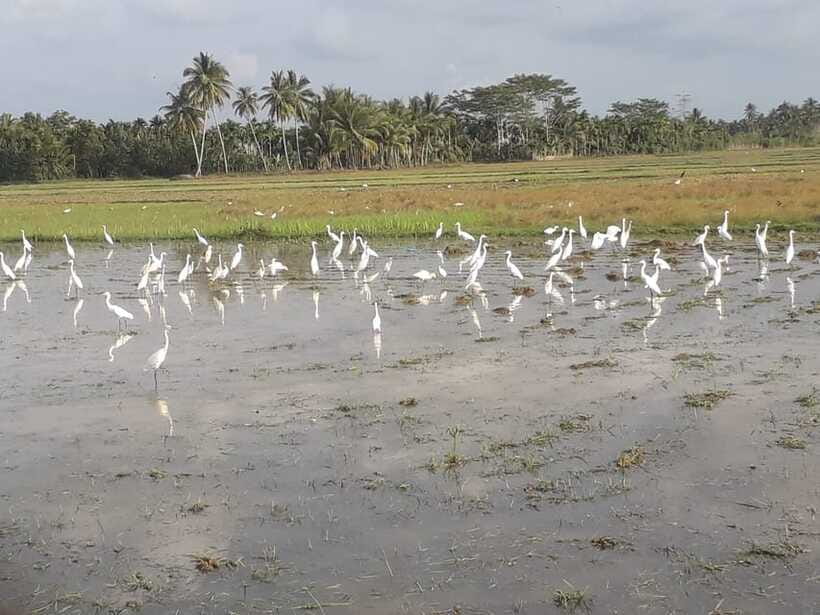 Bali: Countryside Bird Watching Tour with Hotel Transfer - Birds You Might Hear and Spot, From Herons to Sunbirds