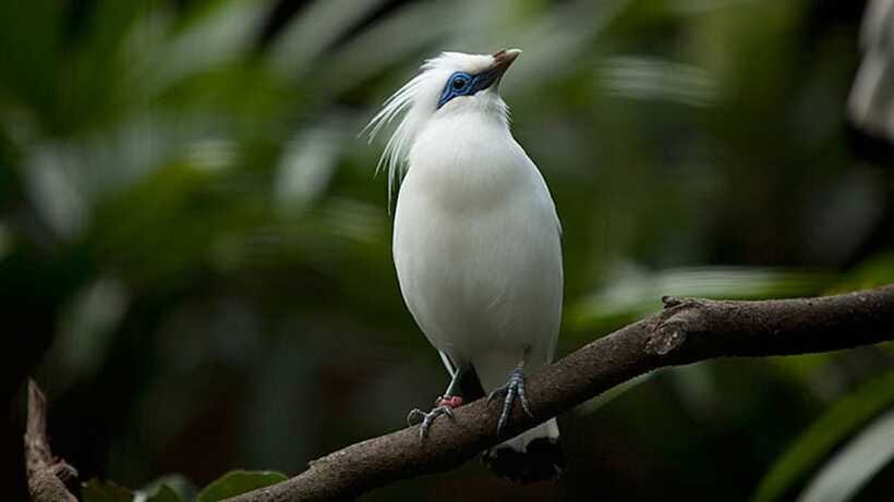Bali: Countryside Bird Watching Tour with Hotel Transfer - The Walking Part: Outdoors, Uneven Paths, and Early Starts