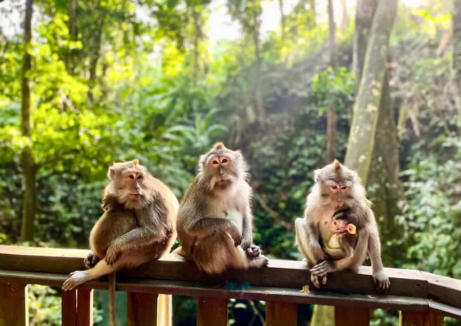 Bali: Customized Private Car Charter with Optional Guide - What to expect from the driver and licensed guide experience