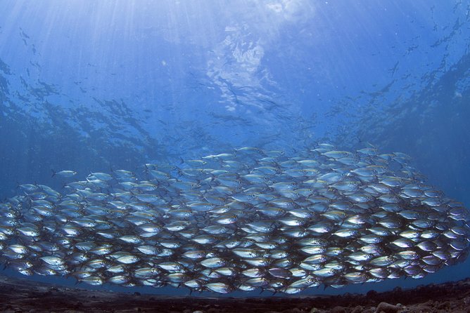 Bali Diving Day Trip-Manta Point/Tulamben Shipwreck-Fun Dive - Who should book this, and who should skip it