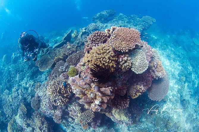 Bali Diving Day Trip-Manta Point/Tulamben Shipwreck-Fun Dive - Tulamben shore entries: what the two wreck sessions usually feel like