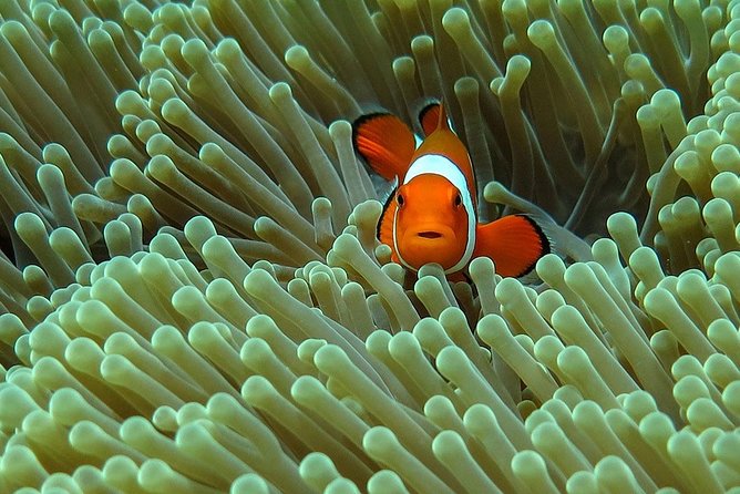 Bali Diving for Beginners: Tulamben Liberty Wreck - Key highlights that make this beginner-friendly