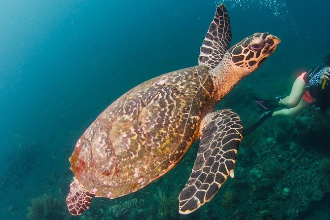 Bali Diving for Beginners: Tulamben Liberty Wreck - Coral Garden or Drop Off: your reef stop and what to watch for