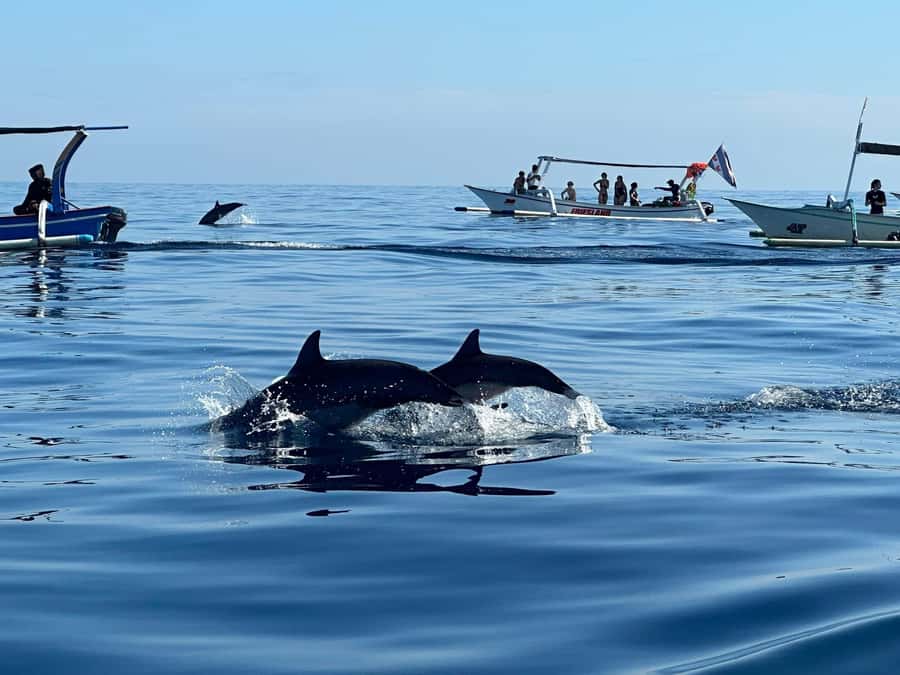 Bali: Dolphin Swimming Tour with ATV Quad Bike & Waterfall - Key things to know before you go