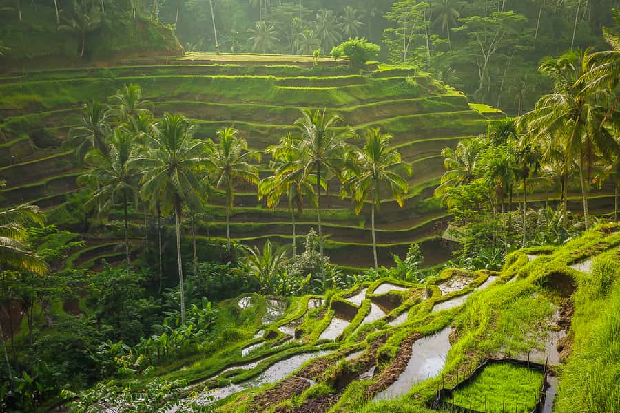 Bali: Full-Day Instagram Highlights Tour - Value and Price: Why $36 Can Still Feel Worth It