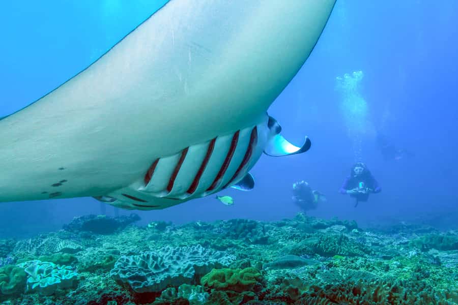 Bali: Full-Day Snorkeling Trip to Nusa Penida & Manta Point - How the Nusa Penida day trip flows from your hotel