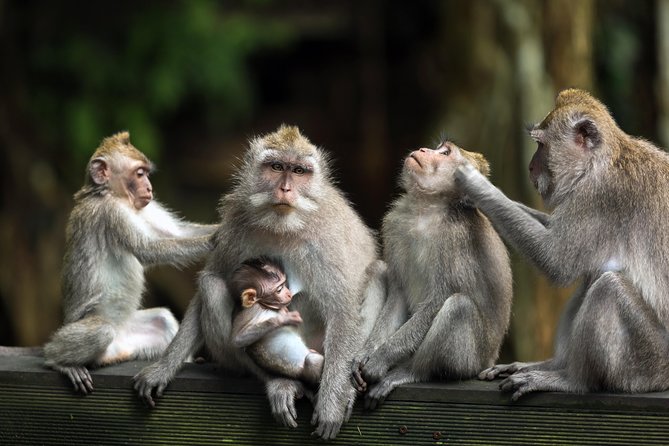 Bali Full Day Tour: Highlights of Ubud and Hidden Waterfall - Sacred Monkey Forest Sanctuary first, where the forest is the whole point