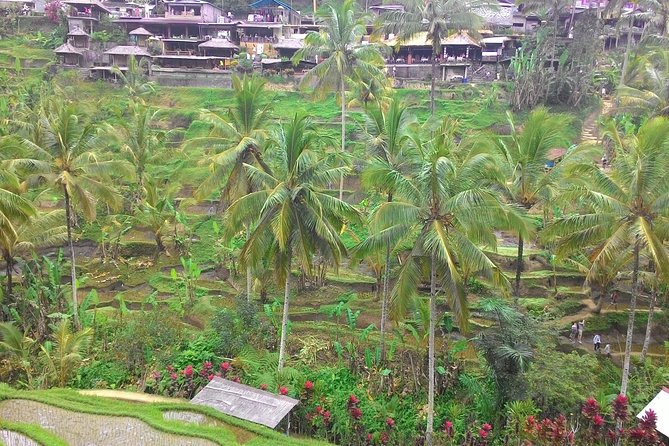 Bali Hindu temple, Rice terrace, Waterfall -All Inclusive - Tegalalang Rice Terraces: views in the morning, lunch in the valley