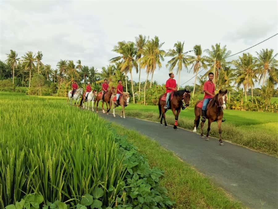Bali: Horse Riding on Pigstone Beach and in the Rice Fields - How the horses and guides are handled, safety plus pacing
