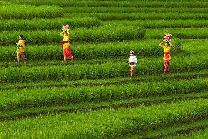 Bali Iconic Tour with Buffet Lunch and Attraction Tickets - Tegalalang Rice Terrace: cliff edges and coconut shade