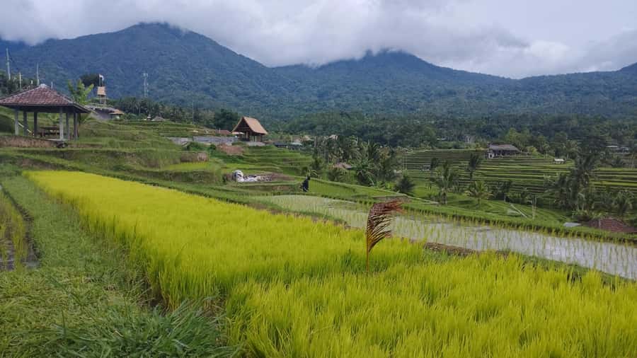 Bali: Jatiluwih Rice Terraces 1 Hour Electric Bike Tour - Riding the UNESCO terraces: what you’ll actually see while moving