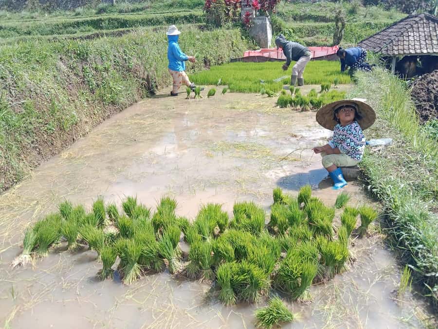 Bali: Jatiluwih Rice Terraces 1 Hour Electric Bike Tour - What to bring for a comfortable hour in Jatiluwih