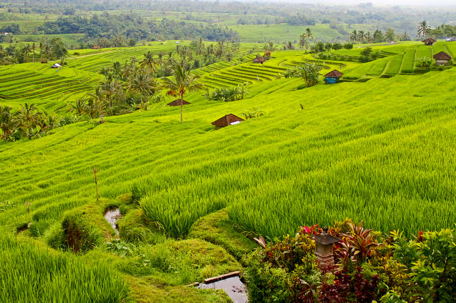 Bali: Jatiluwih Rice Terraces 1 Hour Electric Bike Tour - The electric bike effect: making hills manageable without losing the feel