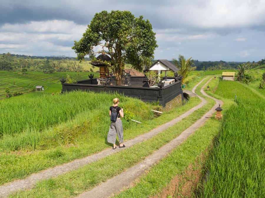 Bali: Jatiluwih Rice Terraces, Sangeh Forest & Coffee Tour - Key highlights you will feel right away