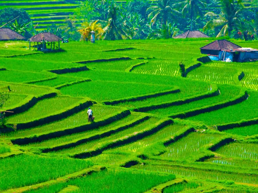 Bali: Jatiluwih Rice Terraces, Sangeh Forest & Coffee Tour - Jatiluwih rice terraces: UNESCO views and the walking choice that matters
