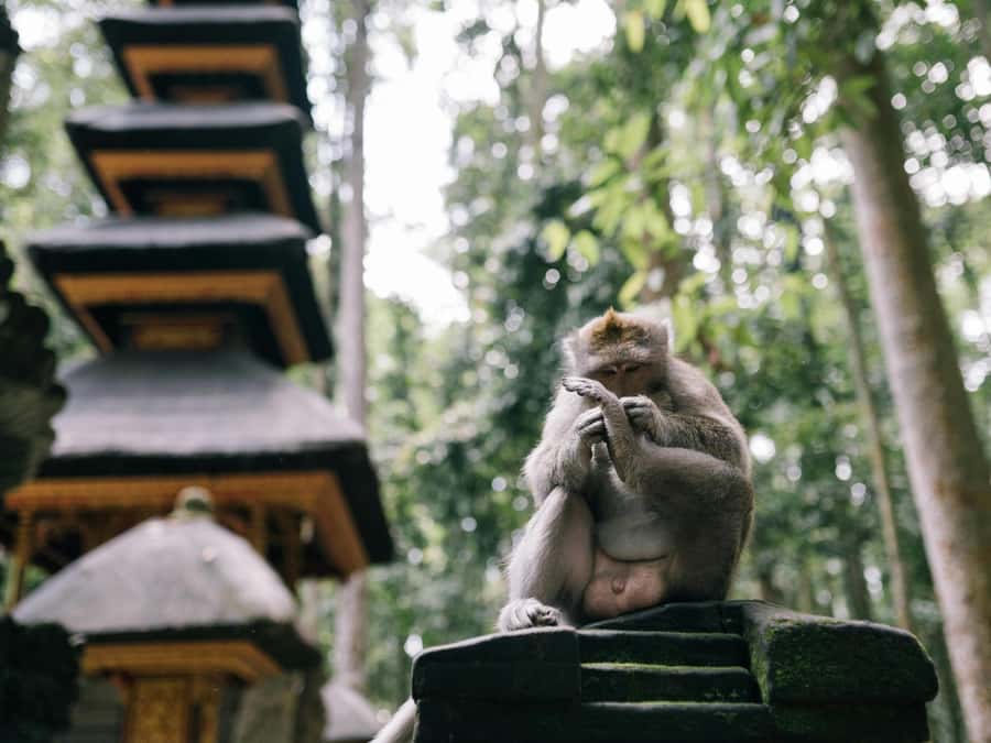 Bali: Jatiluwih Rice Terraces, Sangeh Forest & Coffee Tour - Sangeh Monkey Forest: a temple stop with curious long-tailed macaques
