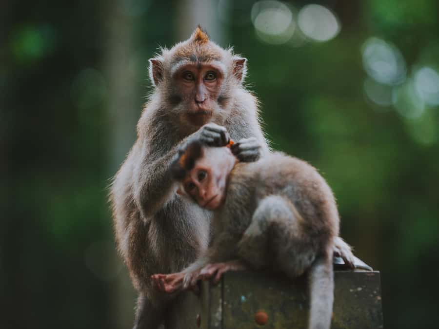 Bali: Jatiluwih Rice Terraces, Sangeh Forest & Coffee Tour - Should you book this Bali half-day tour?