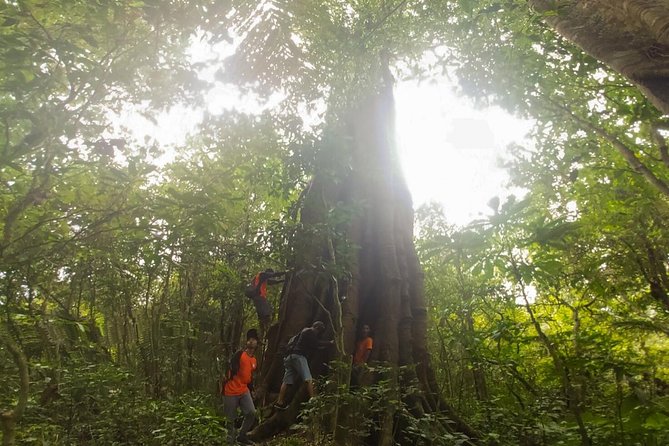 Bali Jungle Trekking and Lake Canoeing Tour - Canoeing the Twin Lakes of Buyan and Tamblingan: Calm, Scenic, and Social