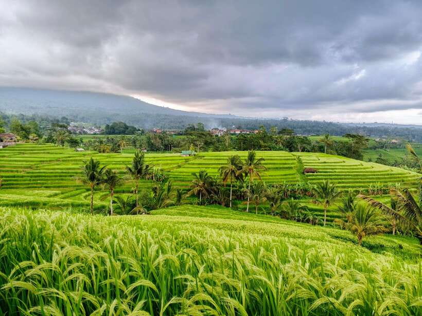 Bali: Lake Temple, Jatiluwih Rice Terrace & Waterfall Tour - Pickup, air-conditioned transport, and why the driver quality really shows