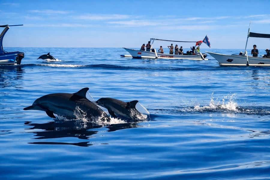 Bali/Lovina: Guided Dolphin Watching & Sunrise Boat Snorkel - The Big Choice: Dolphins Plus Snorkeling, With Rules That Keep It Ethical