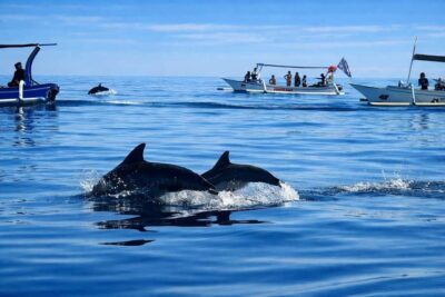 Guided Dolphin Watching & Sunrise Boat Snorkel
