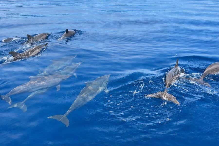 Bali/Lovina: Guided Dolphin Watching & Sunrise Boat Snorkel - Snorkeling After Dolphin Time: Reef Life With Included Equipment