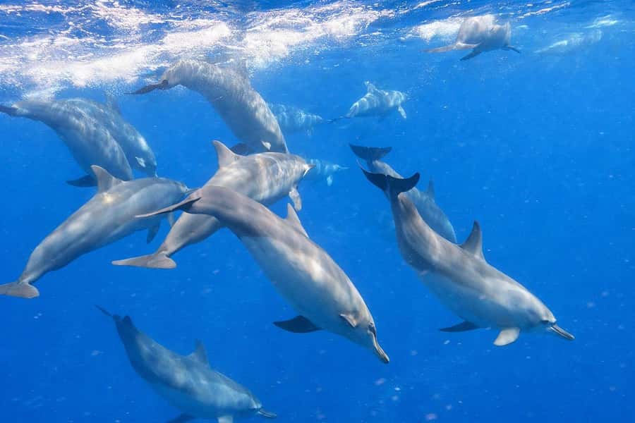 Bali/Lovina: Guided Dolphin Watching & Sunrise Boat Snorkel - Price and Value: Is $18 Worth It in Real Terms?